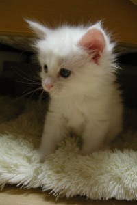 Odette's4