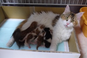 odette's5