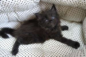 Kuro