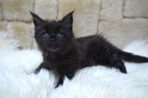 Kuro