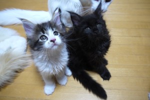 Chashiro&Kuro