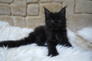 Kuro