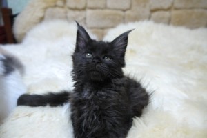 Kuro