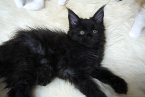 Kuro