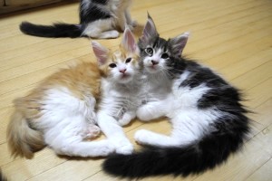 Akashiro&Chashiro