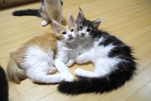 Akashiro&Chashiro