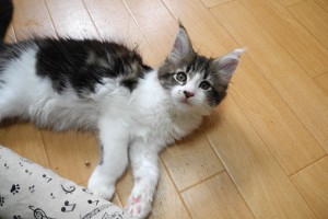 Chashiro