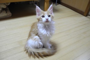 Akashiro