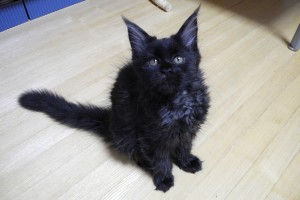 Kuro
