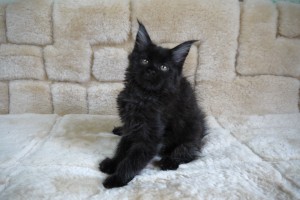 Kuro