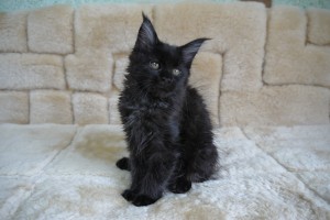 Kuro