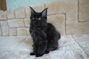 Kuro