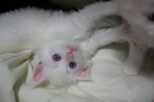 Paraiba's1