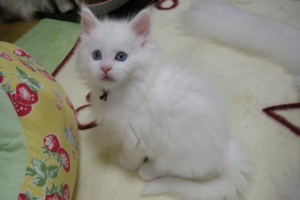 Paraiba's1