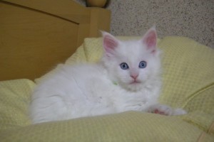 Paraiba's1