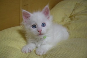 Paraiba's1