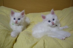 Paraiba's1