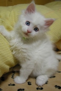 Paraiba's1