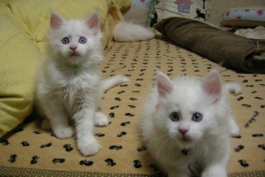 Paraiba's1