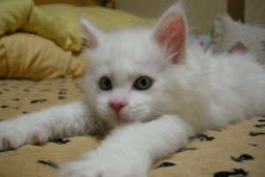 Paraiba's1