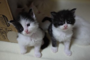 miruki&miru