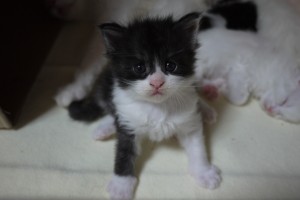 miru