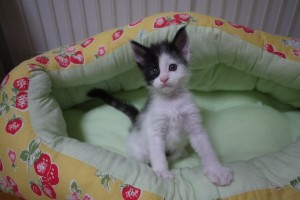 miruki