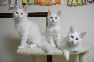 Paraiba's2