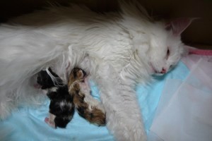 paraiba's3