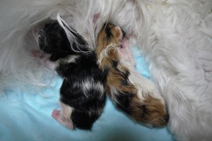 paraiba's3