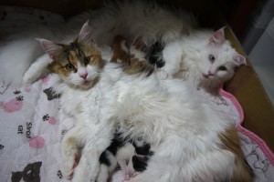 Paraiba's3