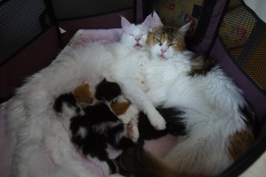 Paraiba's3