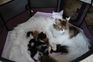 Paraiba's3