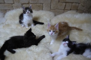 Paraiba's3