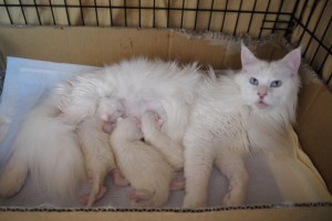 paraiba's4 and papara's baby