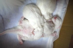 paraiba's4 and papara's baby
