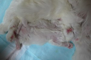 paraiba's4 and papara's baby