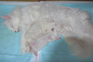 paraiba's4 and papara's baby