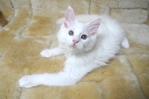 paraiba's4