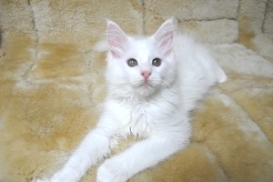 paraiba's4