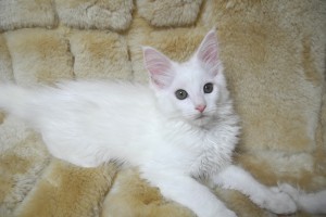 paraiba's4