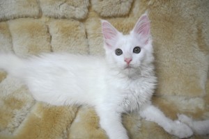paraiba's4