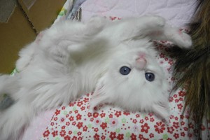 snow'sL